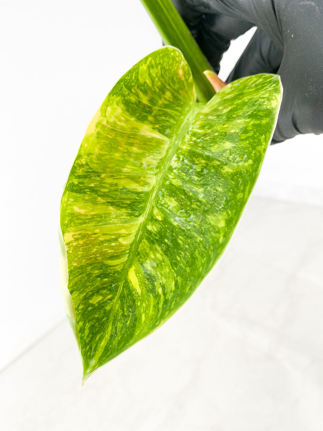 Philodendron Green Congo Variegated Nuclear 2 leaf top cutting