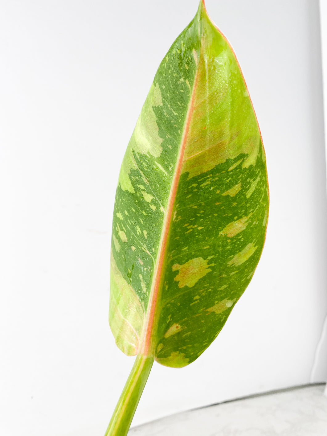 Philodendron Green Congo Nuclear 1 leaf