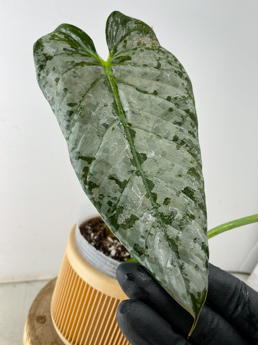 Philodendron Brandtianum Wild Form top cutting