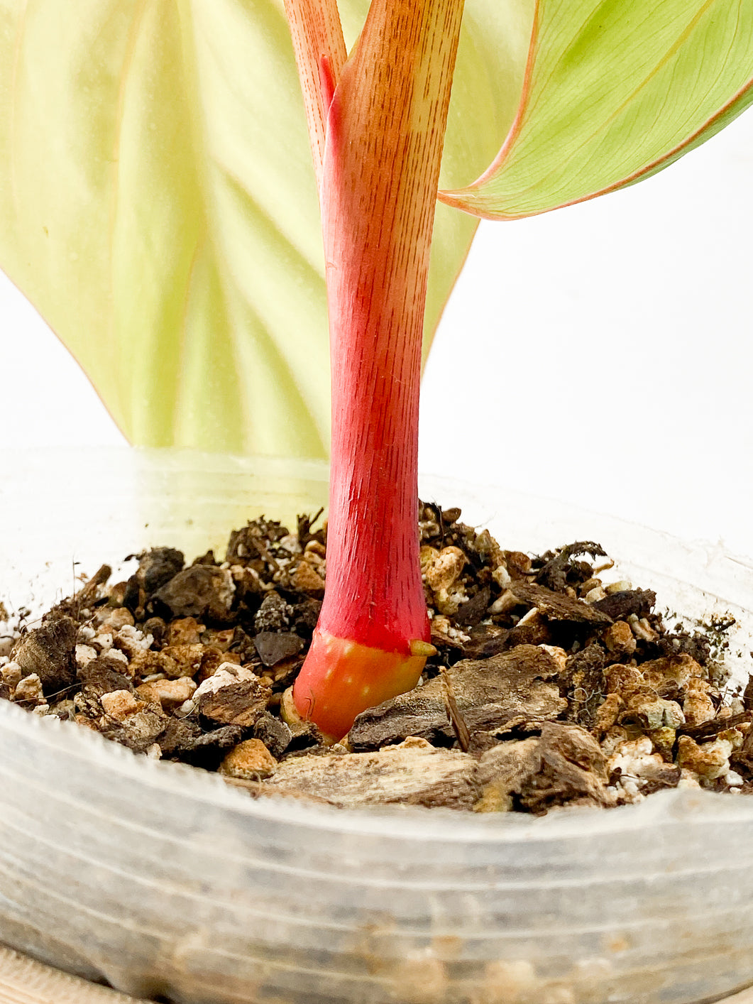 Philodendron sp. Colombia Silver 2 leaf