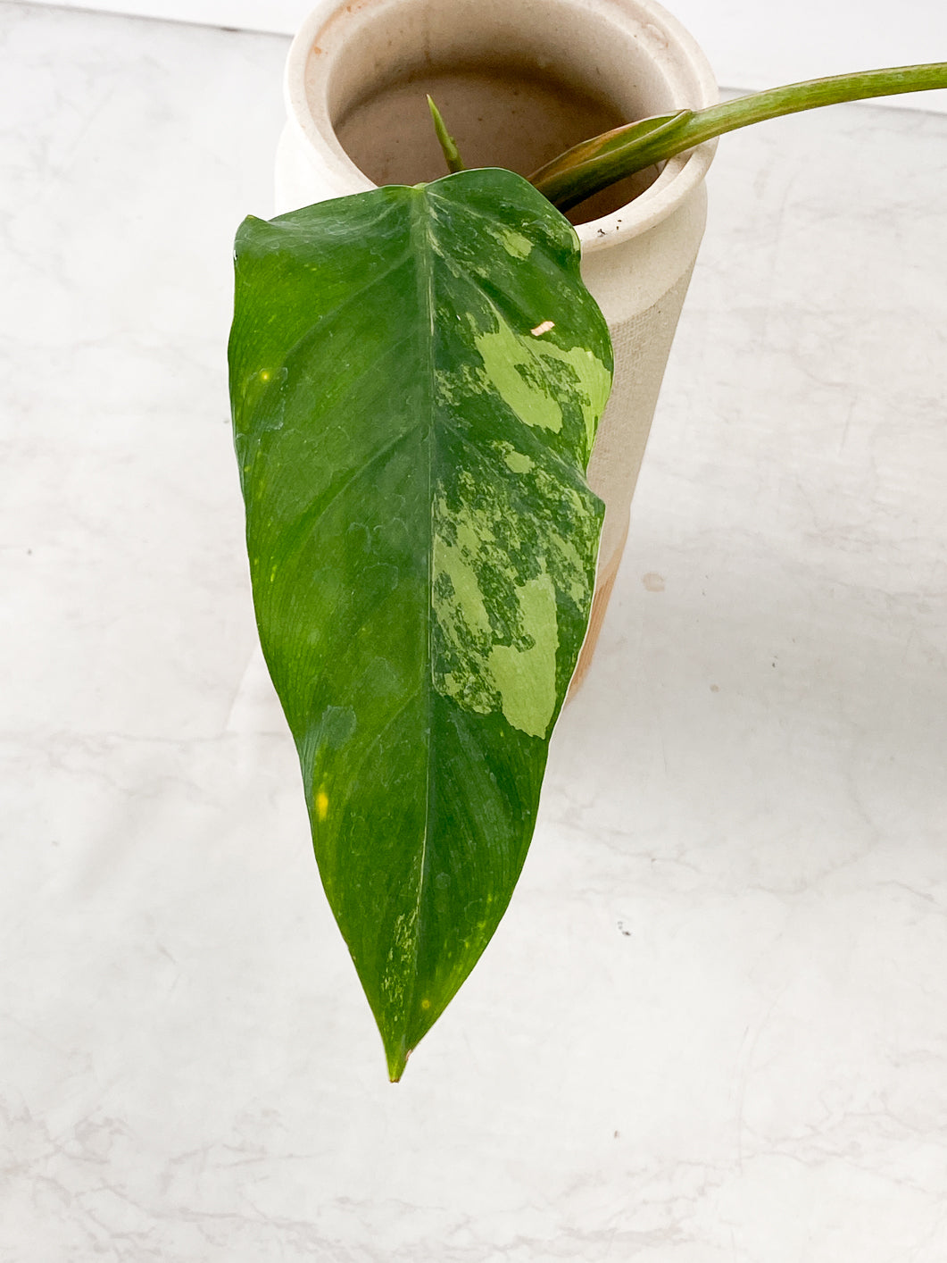 COMBO DEAL: Philodendron Joepii and Philodendron Domesticum Variegated