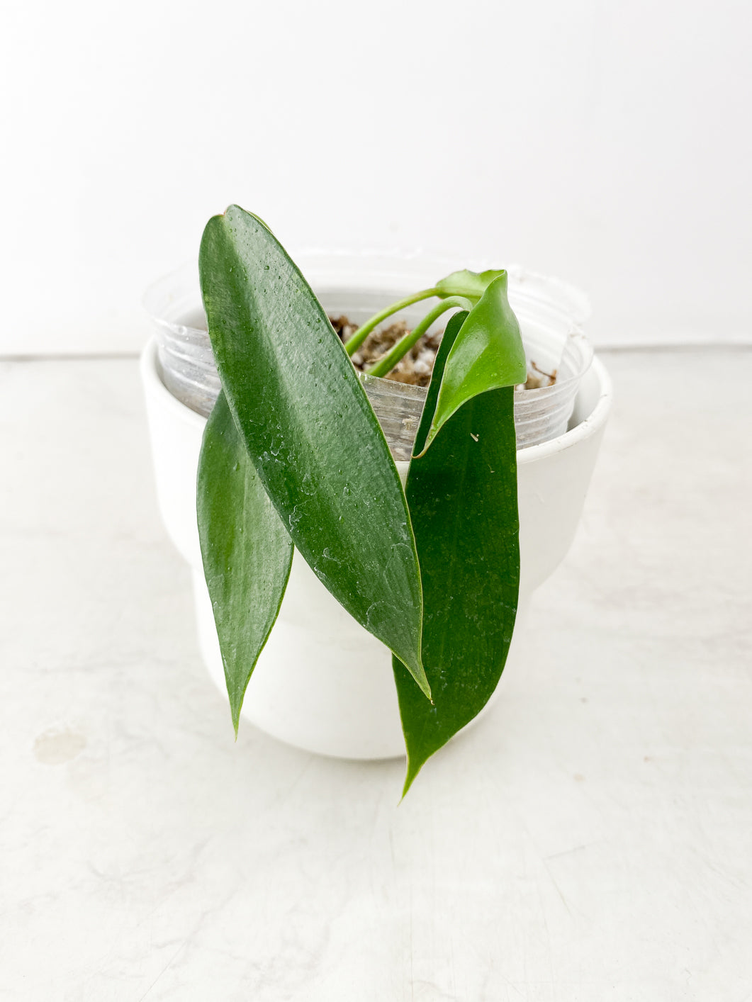 COMBO DEAL: Philodendron Florida Ghost Mint Variegated node and Philodendron Joepii