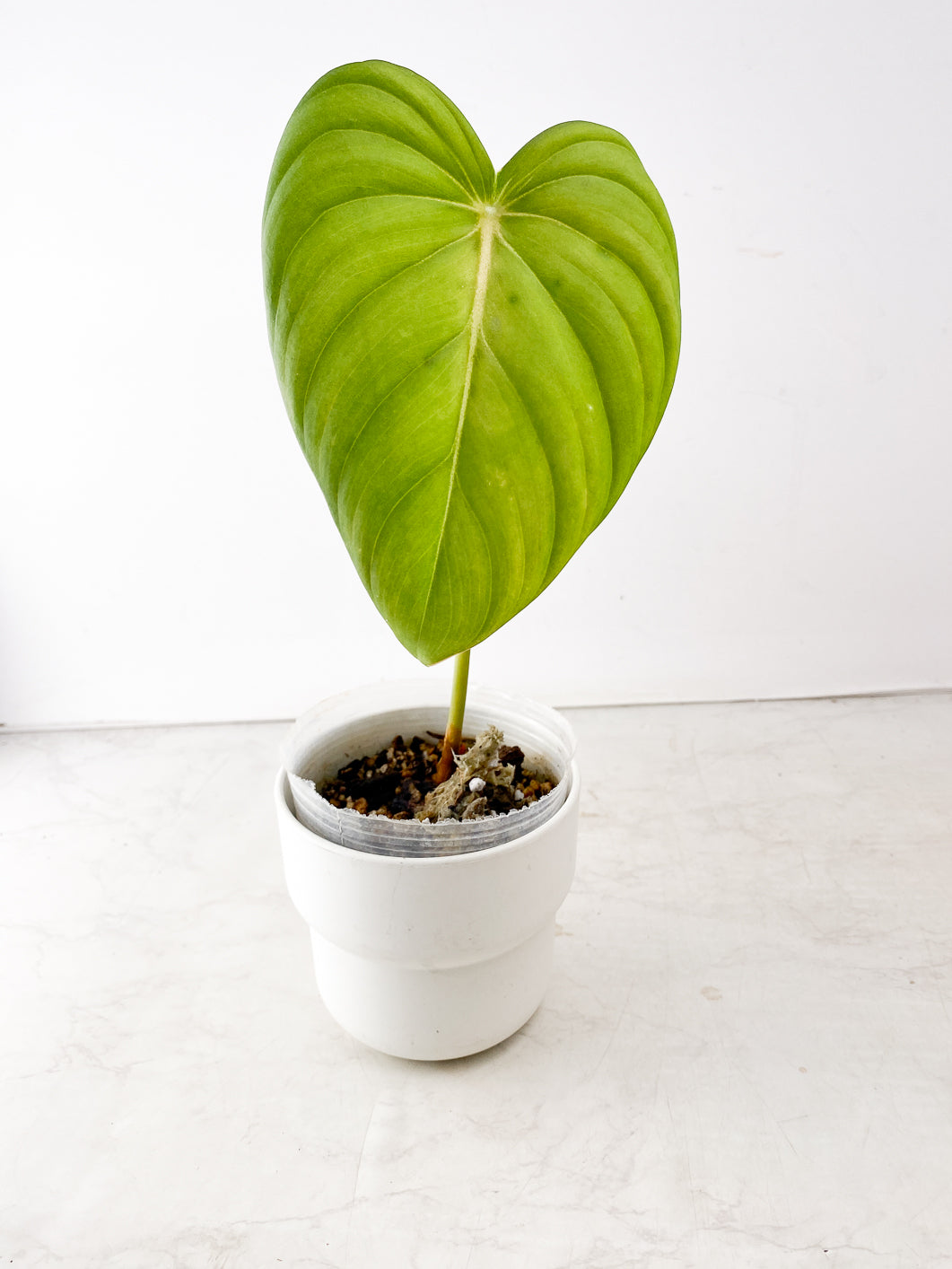 COMBO DEAL: Philodendron Pastazanum, Splendid, and White Wizard