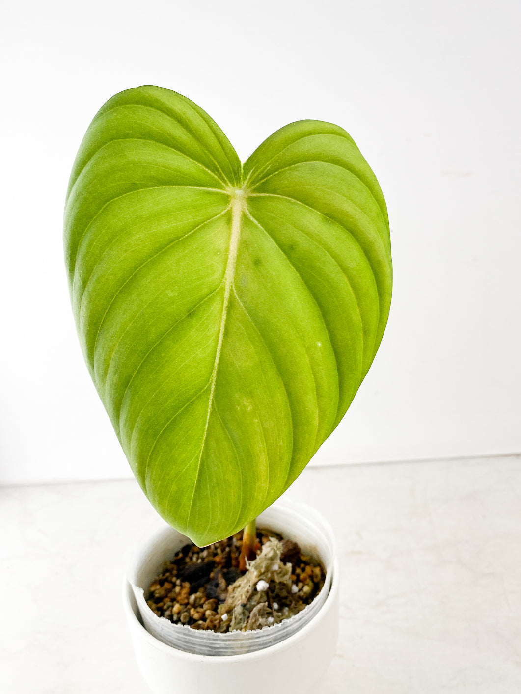 COMBO DEAL: Philodendron Pastazanum, Splendid, and White Wizard