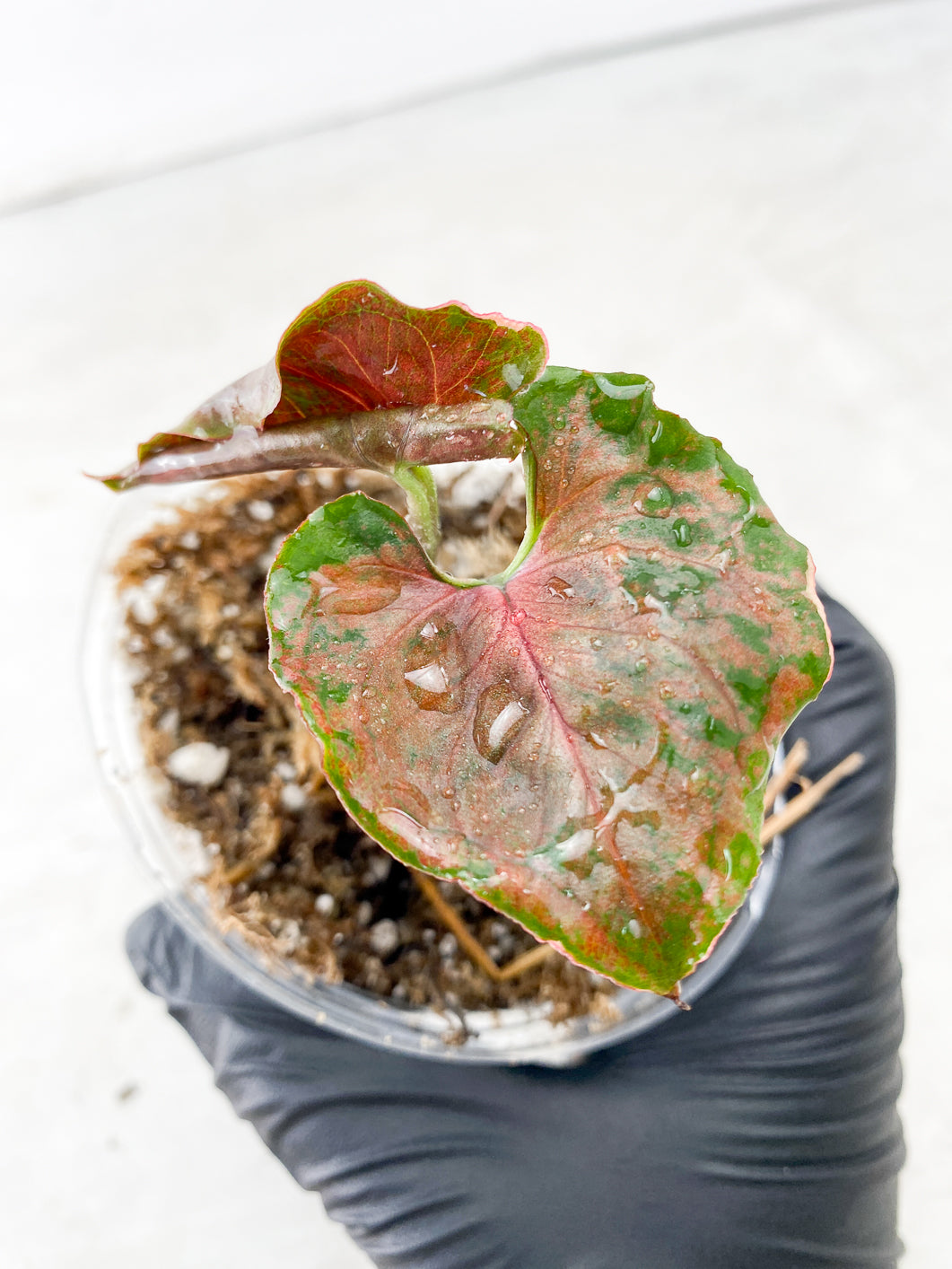 COMBO DEAL: Syngonium Strawberry Ice and Syngonium Green Splash