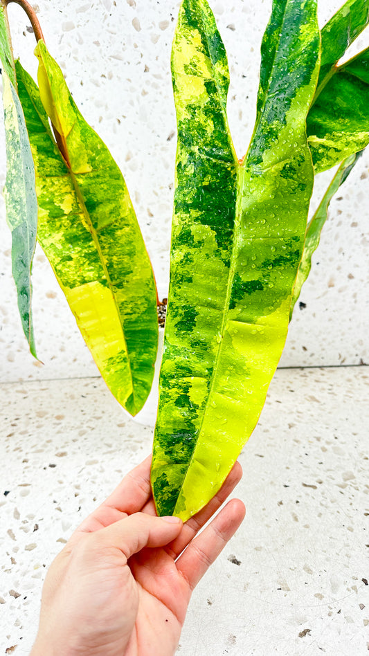 Philodendron Billietiae Variegated 5 big leaves 1 sprout top cutting rooted