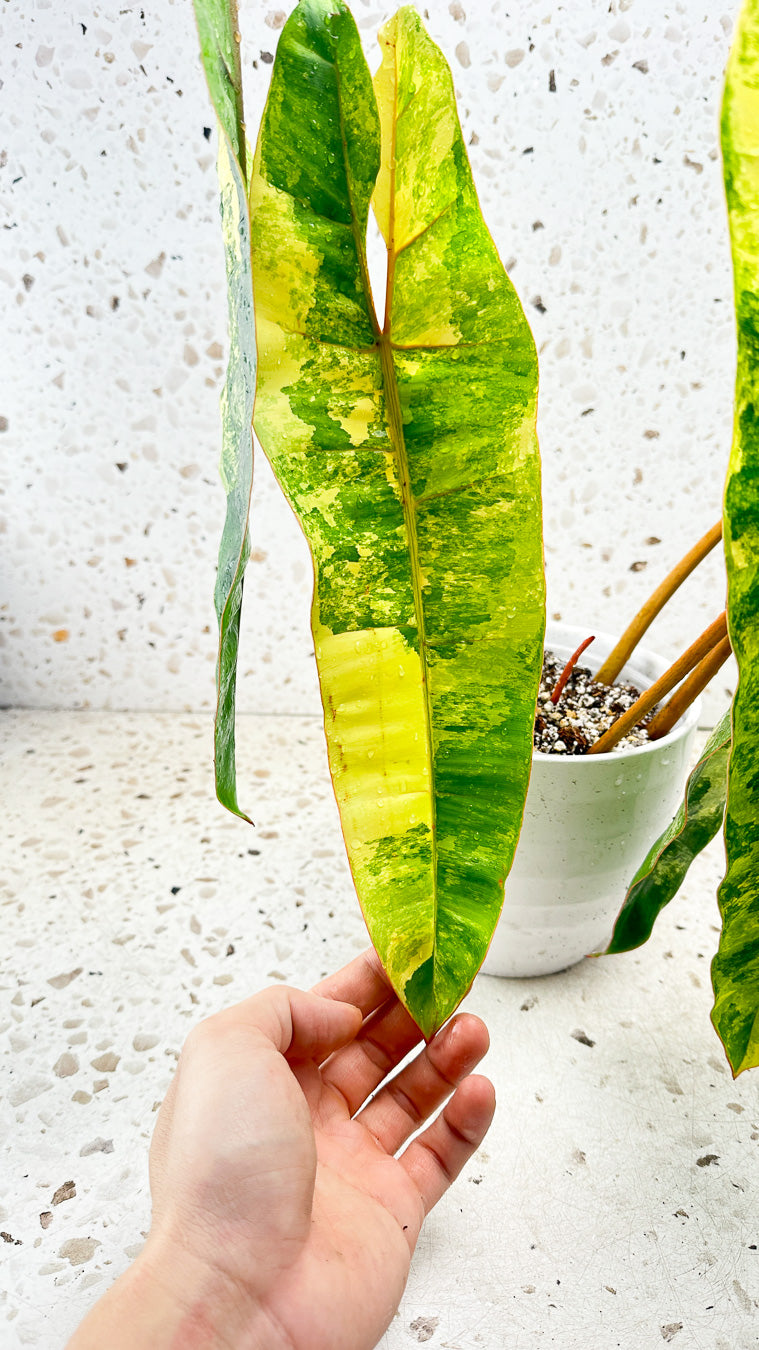 Philodendron Billietiae Variegated 5 big leaves 1 sprout top cutting rooted