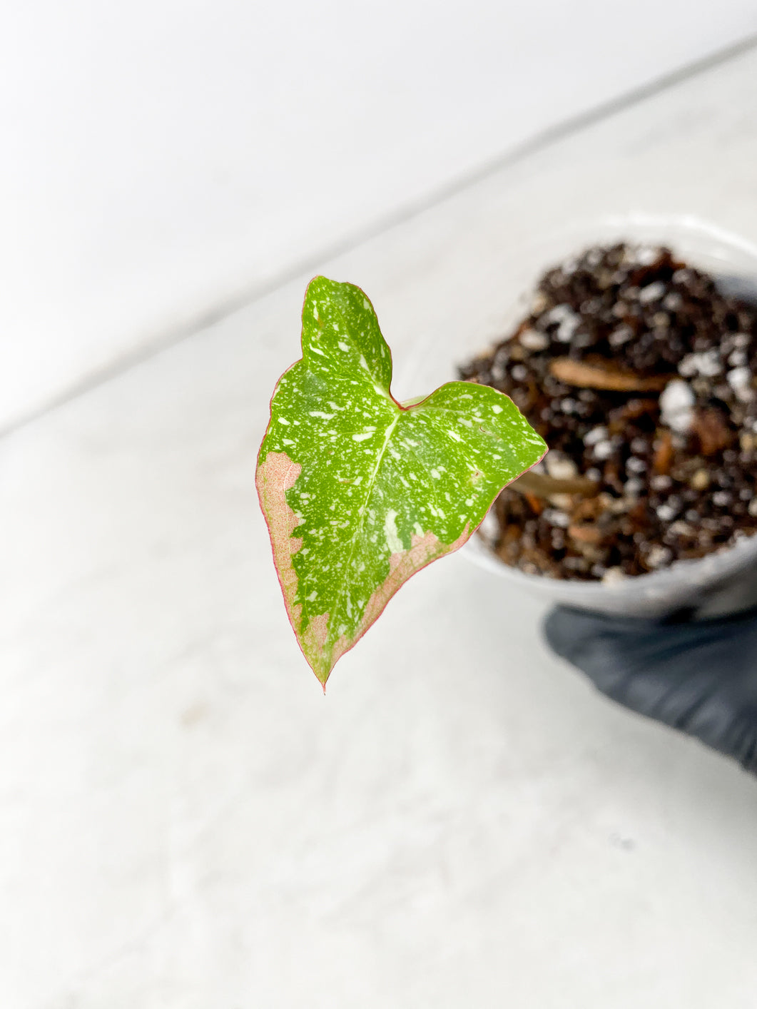 COMBO DEAL: Syngonium Red Spot Tricolor, Syngonium Aurea and Syngonium Green Splash nodes