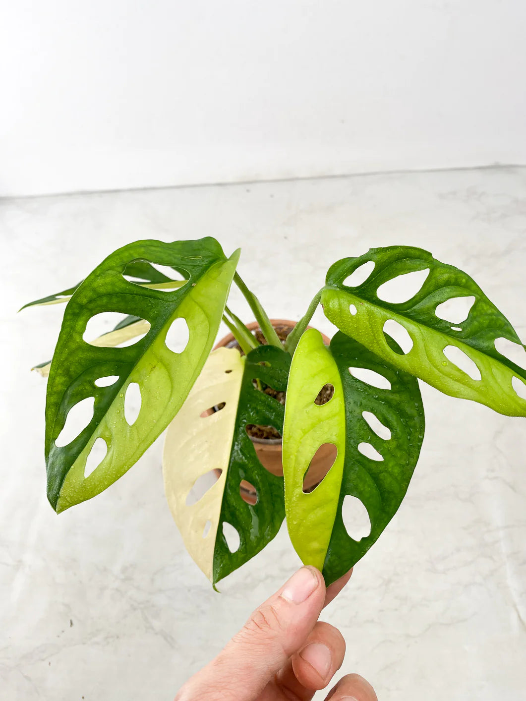 Monstera Adansonii Aurea multiple nodes with sprouts