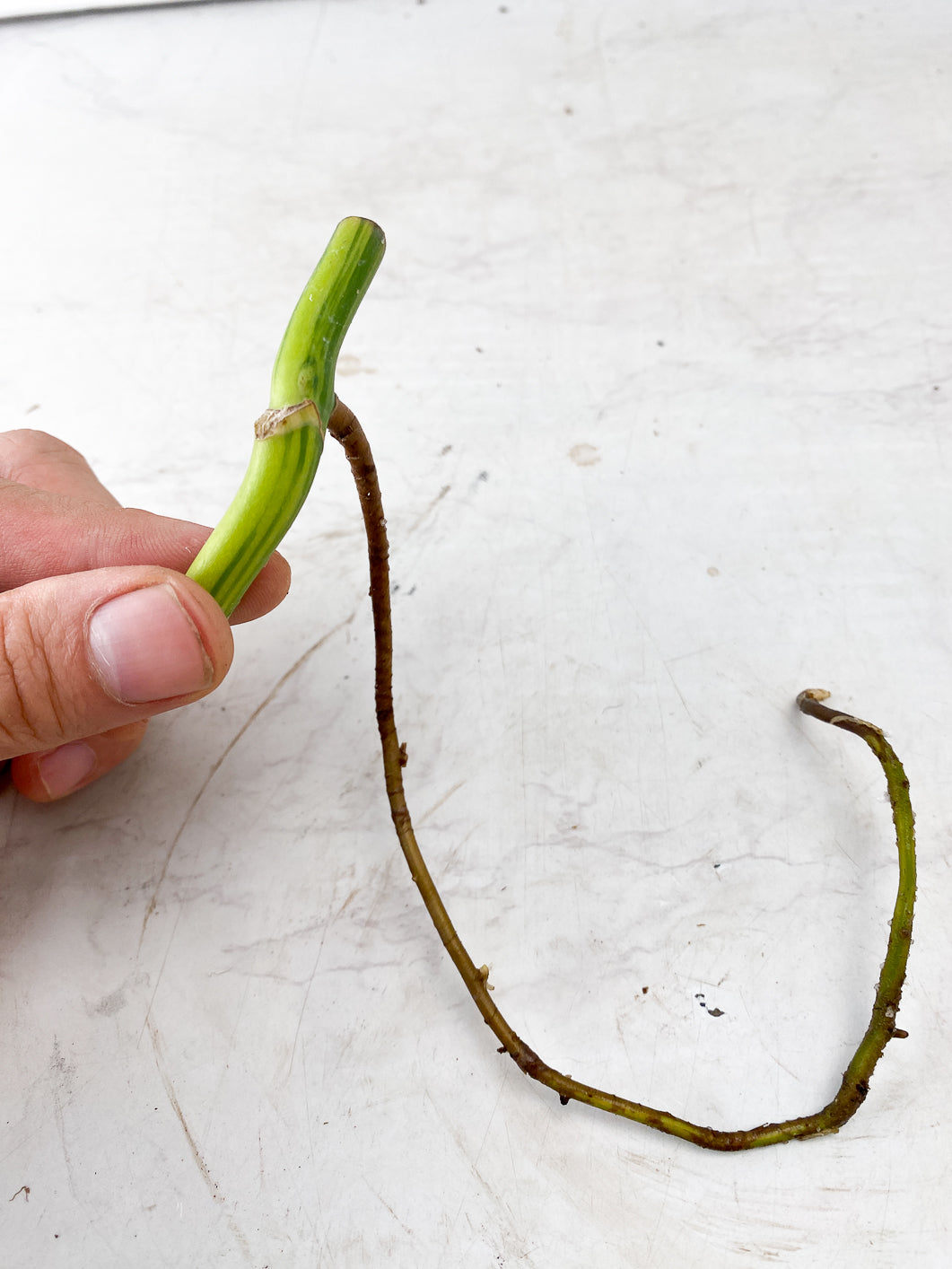 Monstera Aurea Tricolor double node