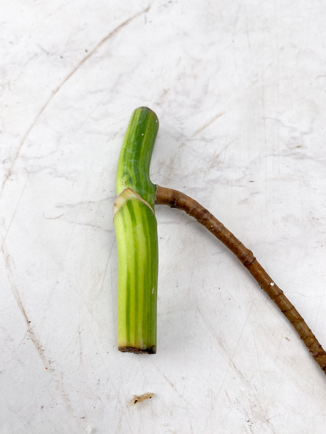 Monstera Aurea Tricolor double node