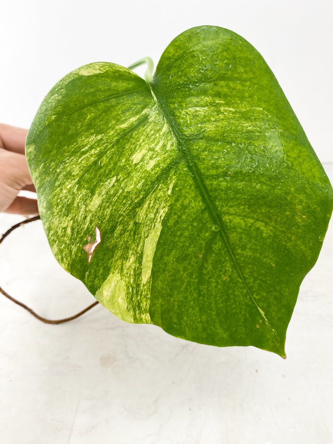 Monstera Aurea Tricolor 1 leaf