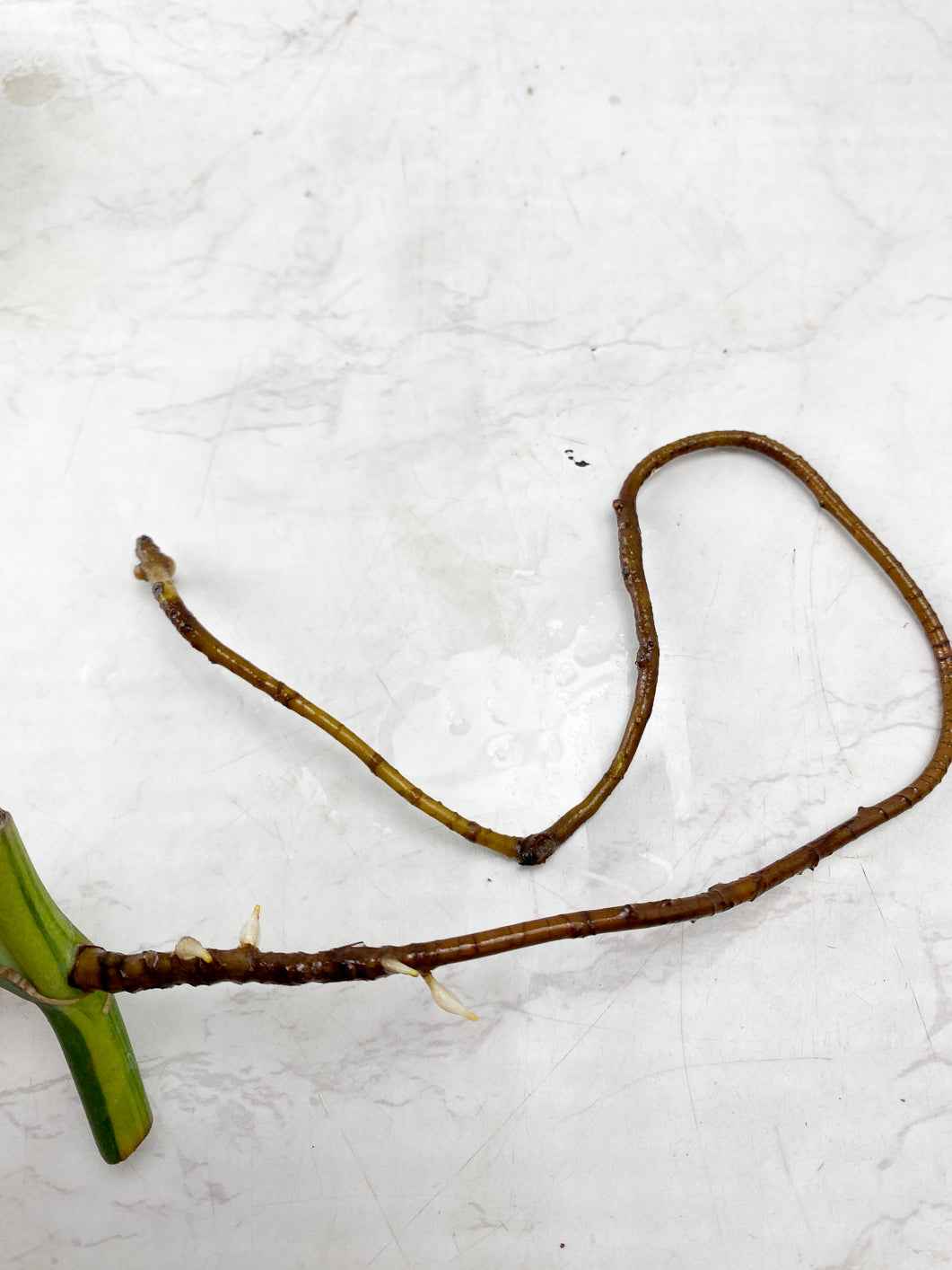 Monstera Aurea Tricolor 1 leaf