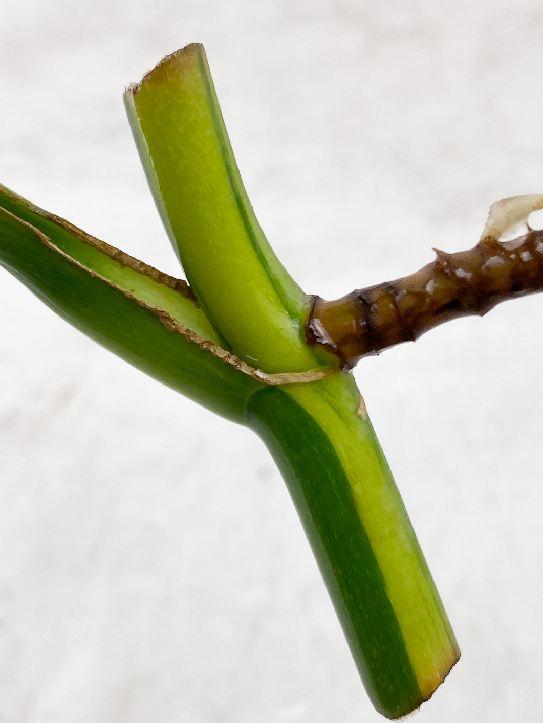 Monstera Aurea Tricolor 1 leaf