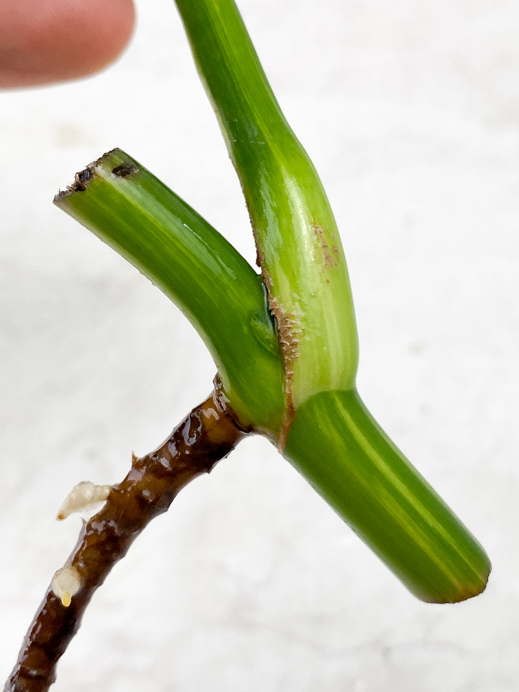 Monstera Aurea Tricolor 1 leaf