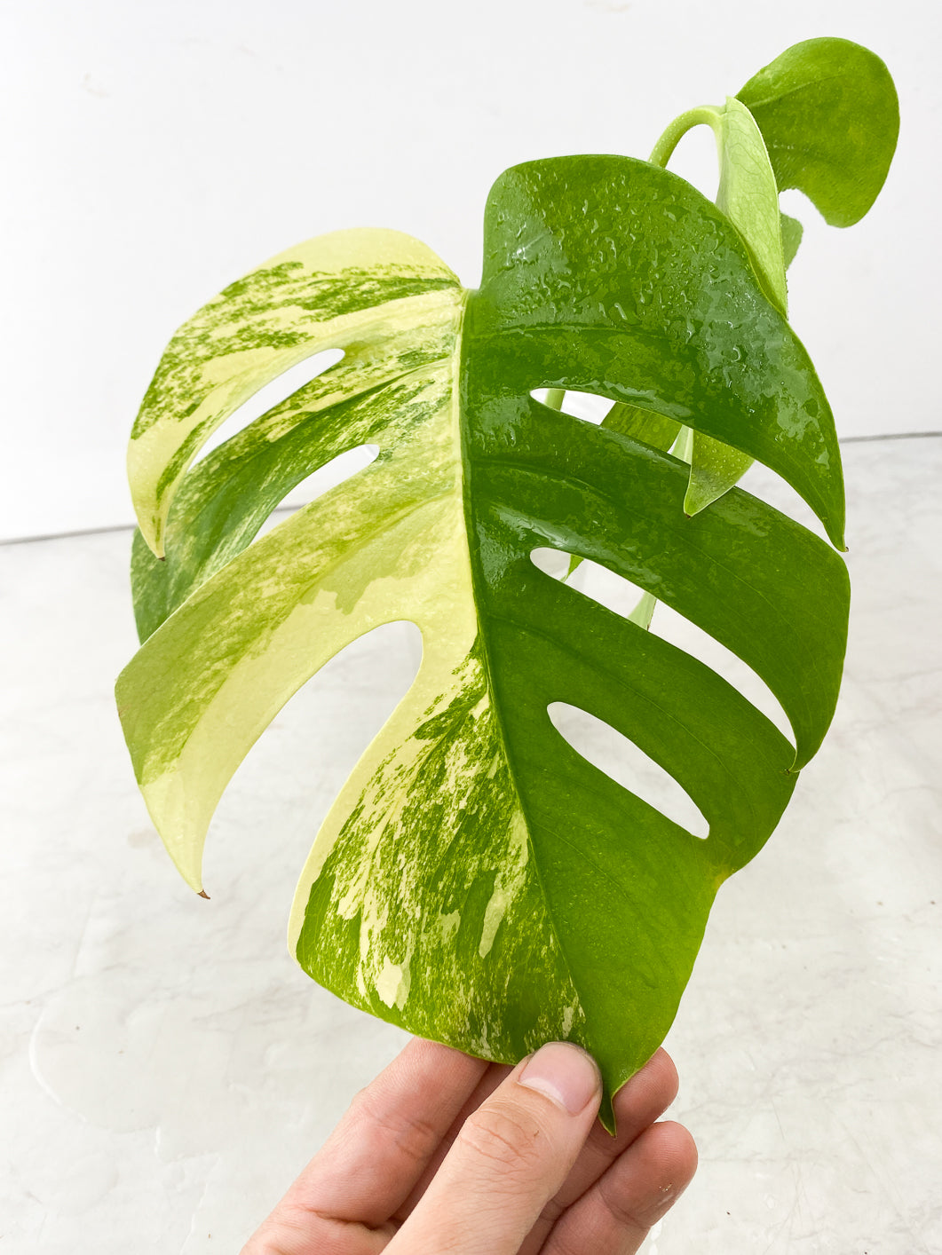 Monstera Aurea Tricolor 2 leaf top cutting