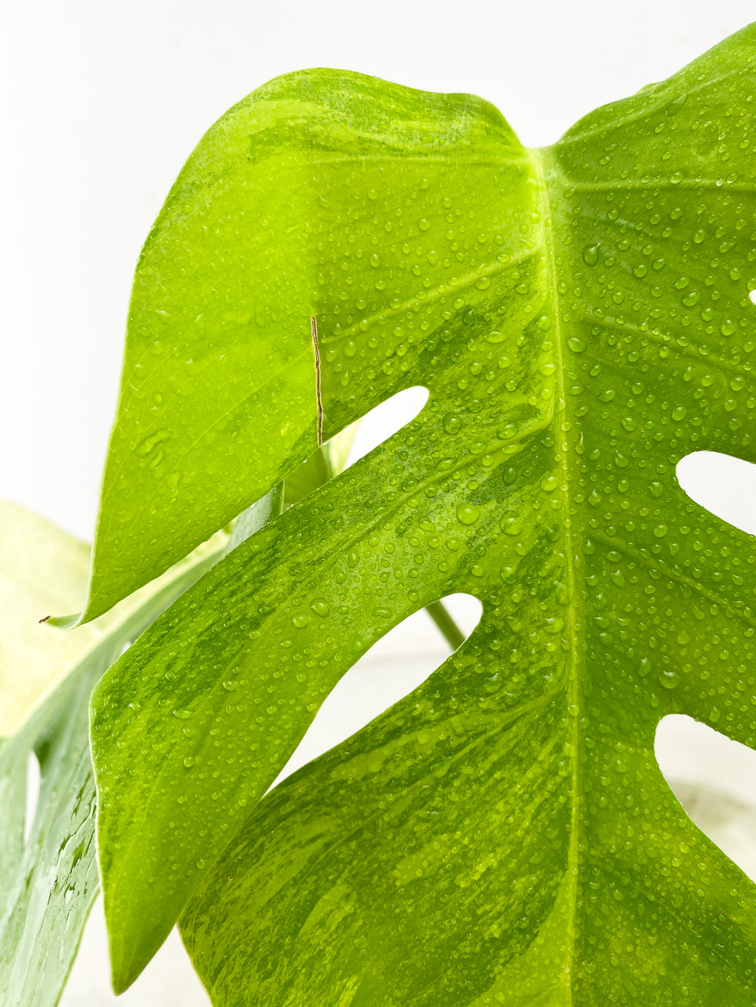 Monstera Aurea Tricolor 2 leaf top cutting