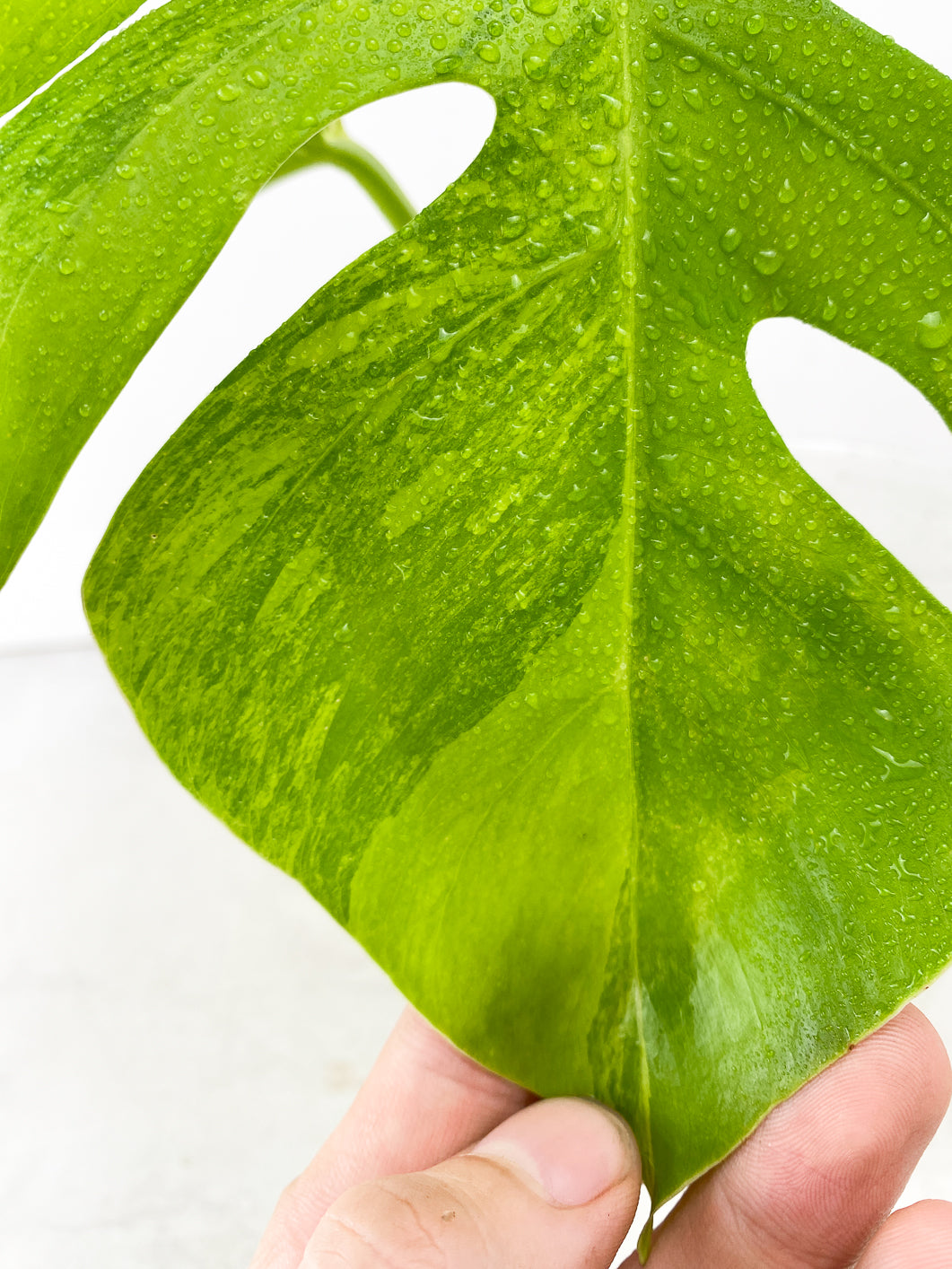 Monstera Aurea Tricolor 2 leaf top cutting