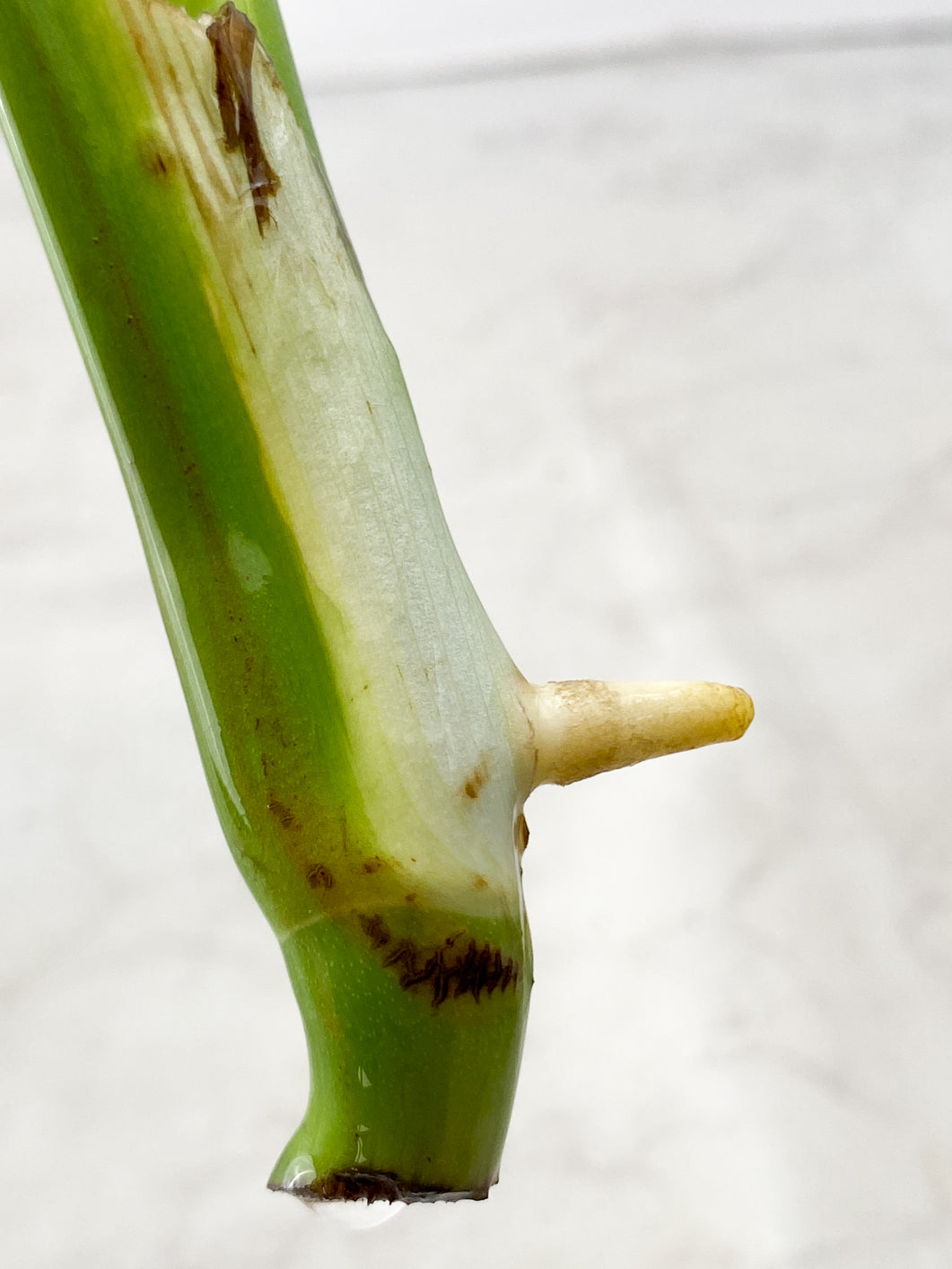 Monstera Aurea Tricolor 2 leaf top cutting