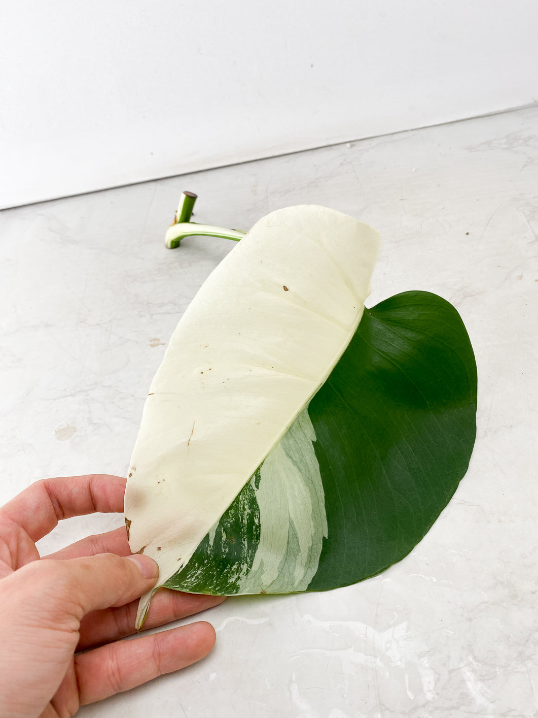 Monstera Albo White Tiger 1 leaf half moon