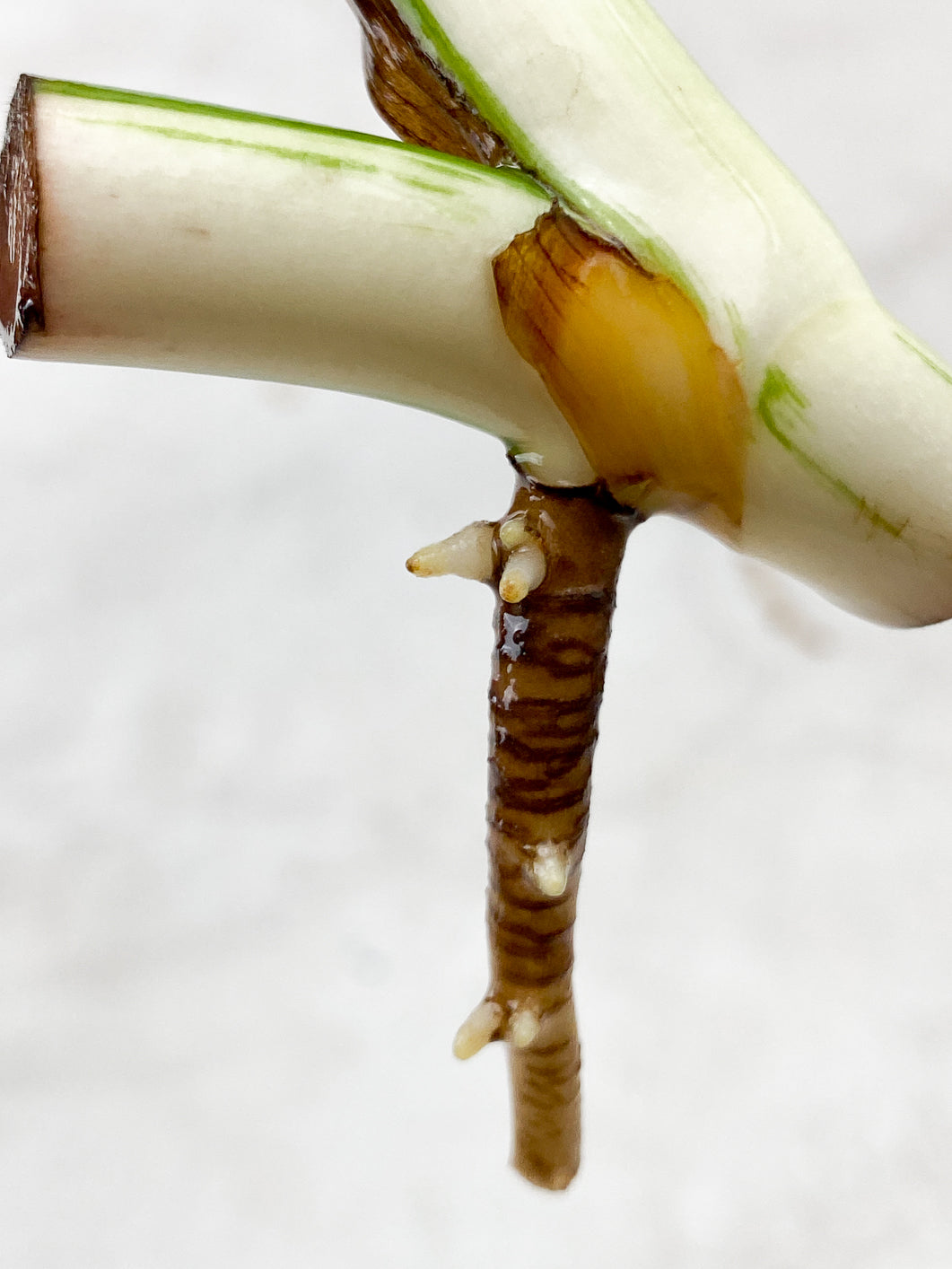 Monstera Albo White Tiger 1 leaf half moon