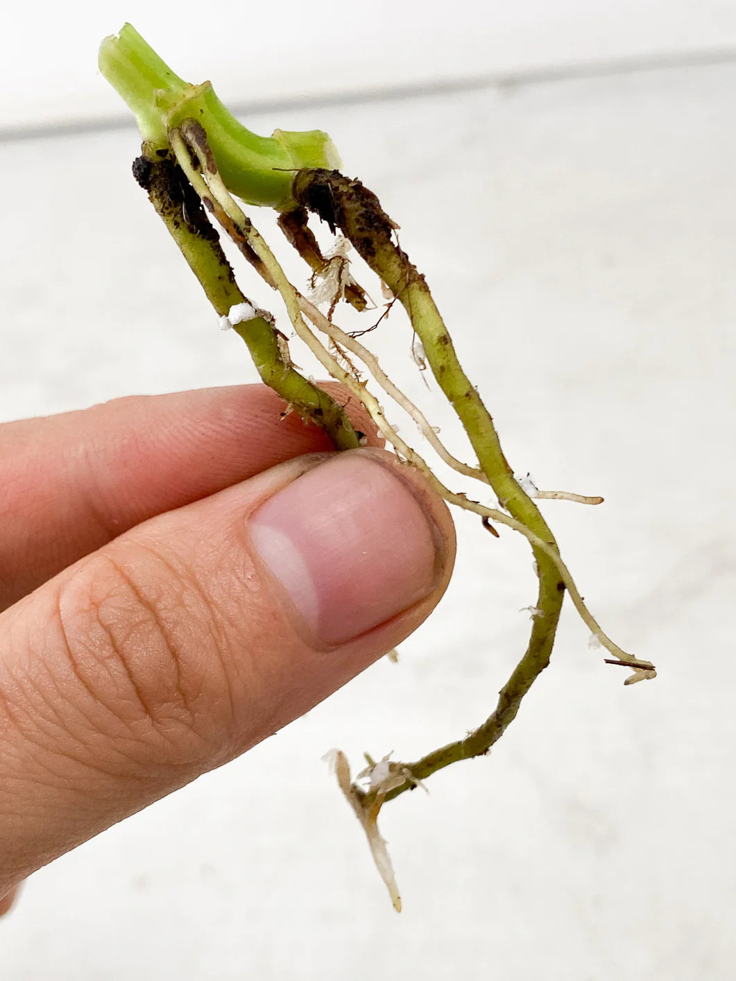 Monstera Adansonii Aurea double node