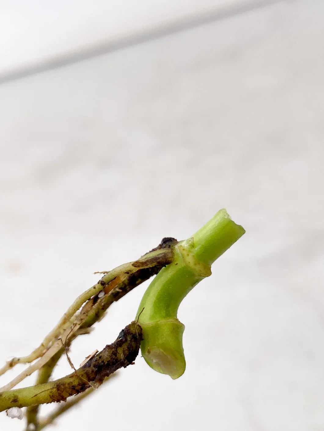 Monstera Adansonii Aurea double node