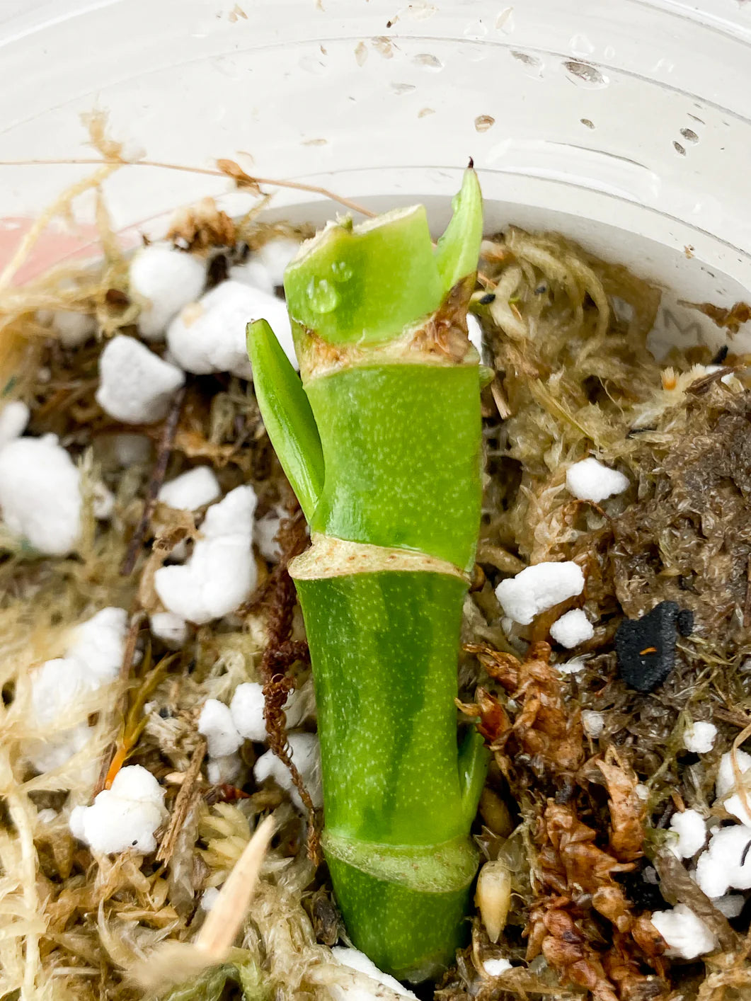 Monstera Adansonii Aurea multiple nodes with sprouts