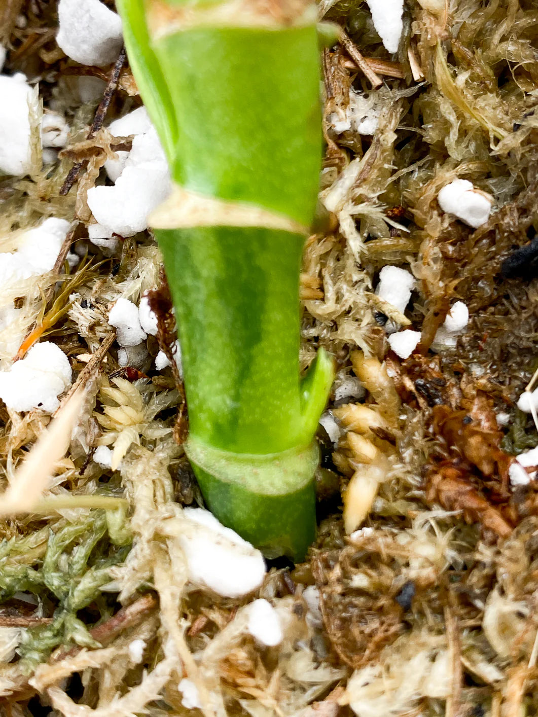 Monstera Adansonii Aurea multiple nodes with sprouts