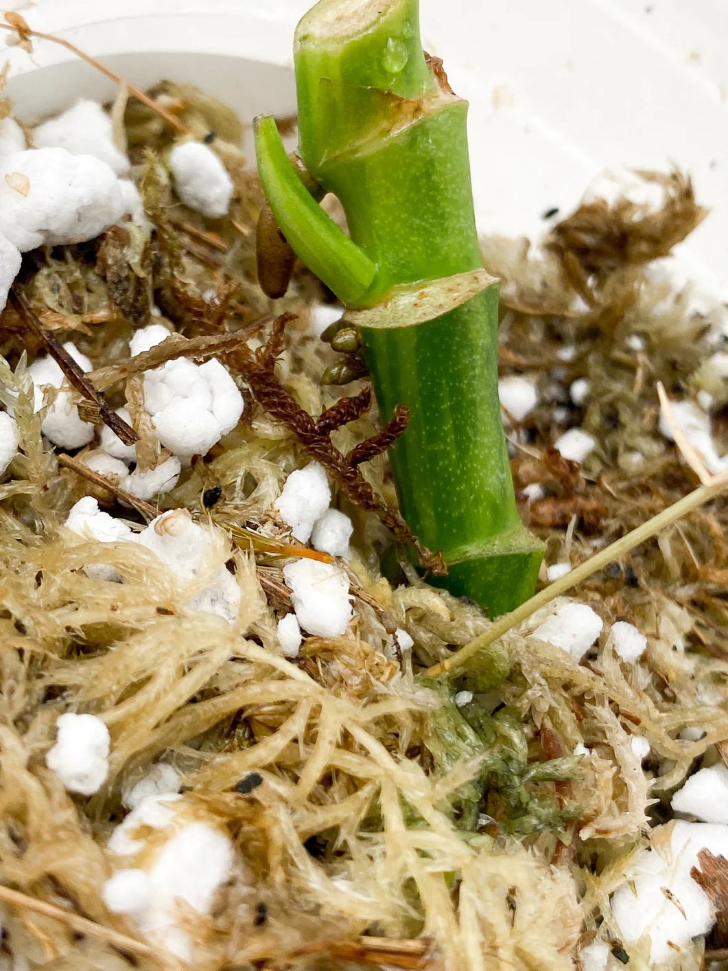 Monstera Adansonii Aurea multiple nodes with sprouts