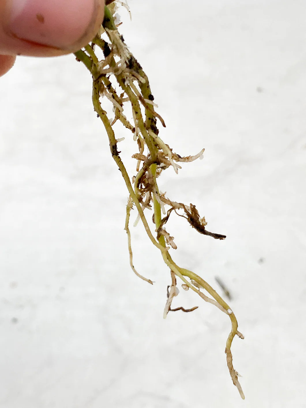 Monstera Adansonii Aurea multiple nodes with sprouts