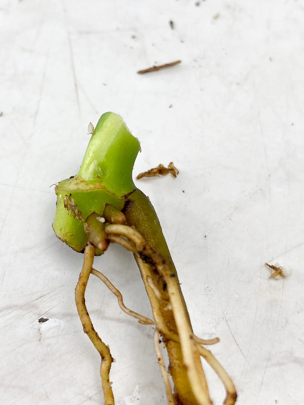 Monstera Adansonii Aurea Node