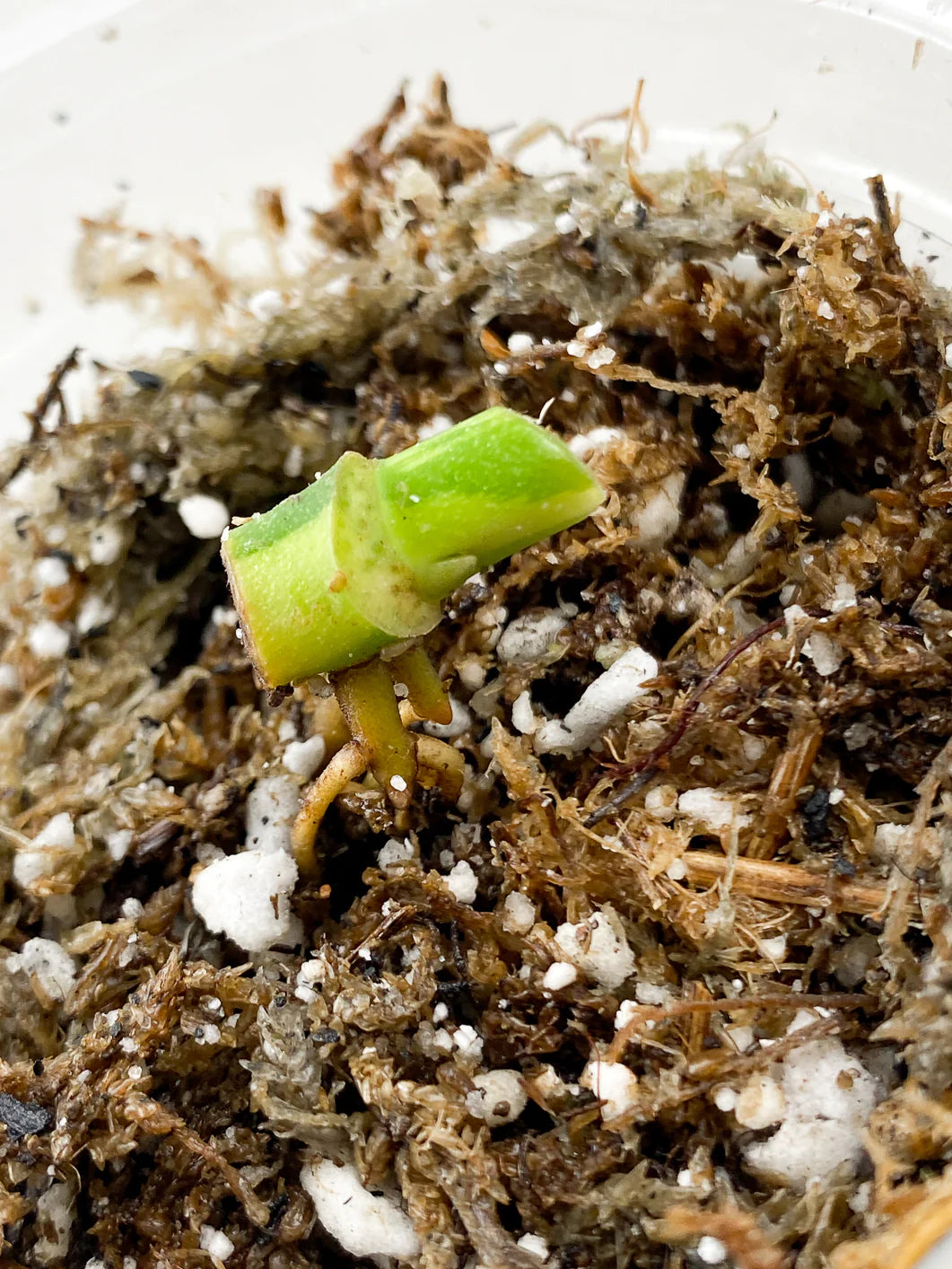 Monstera Adansonii Aurea Node