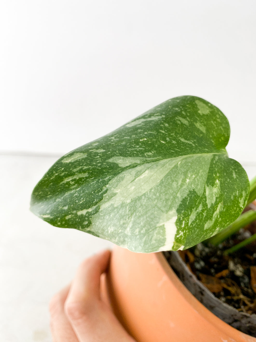 Monstera Thai Constellation 4 leaf top cutting