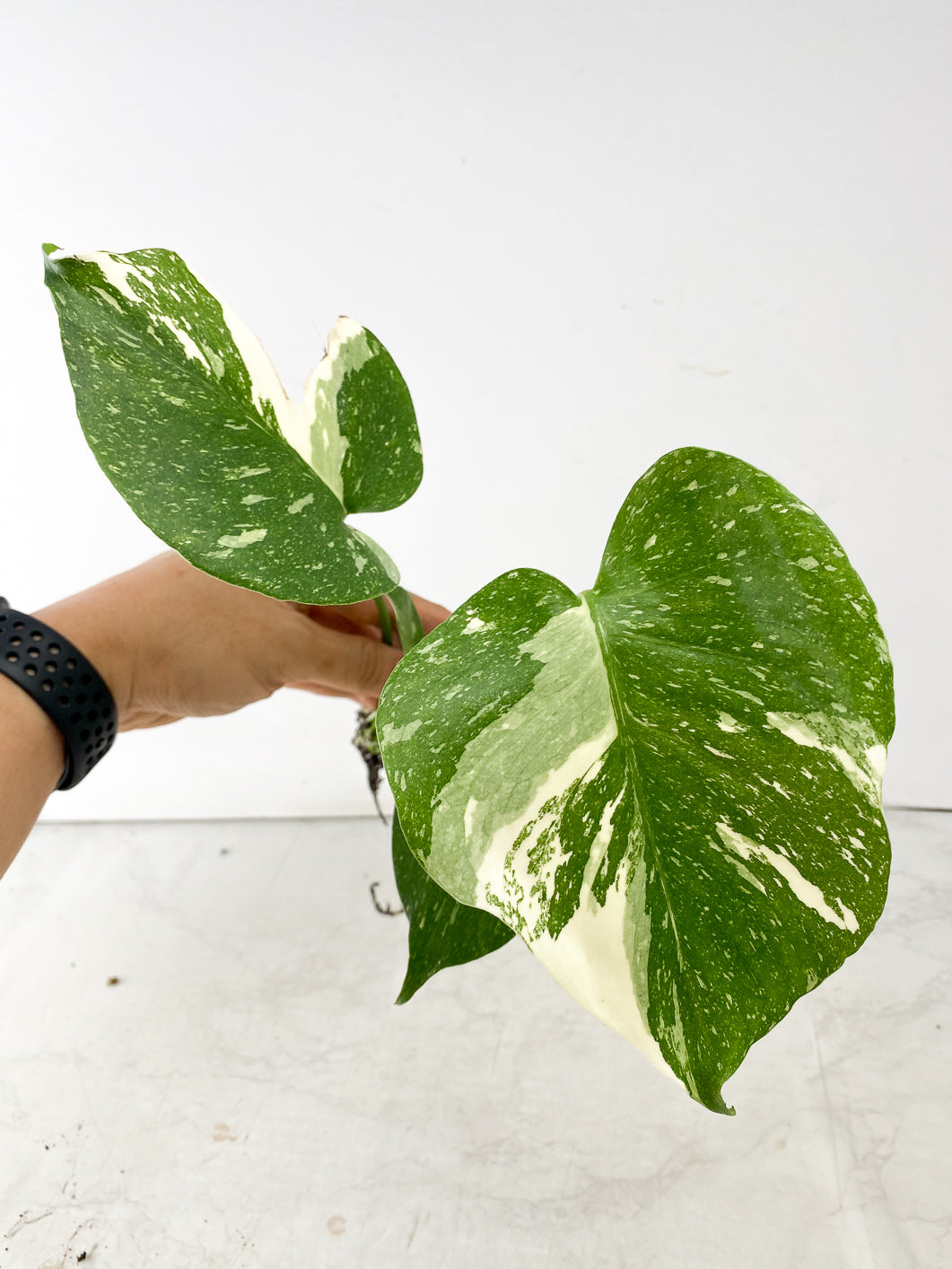 Monstera Thai Constellation 3 leaf top cutting
