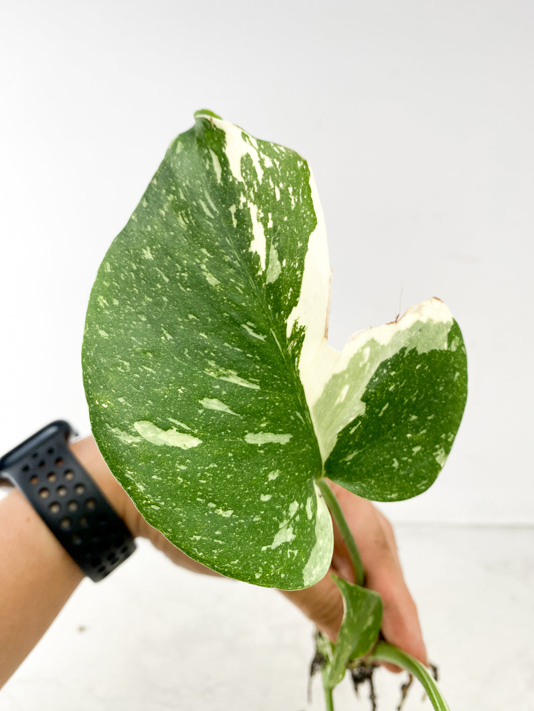 Monstera Thai Constellation 3 leaf top cutting