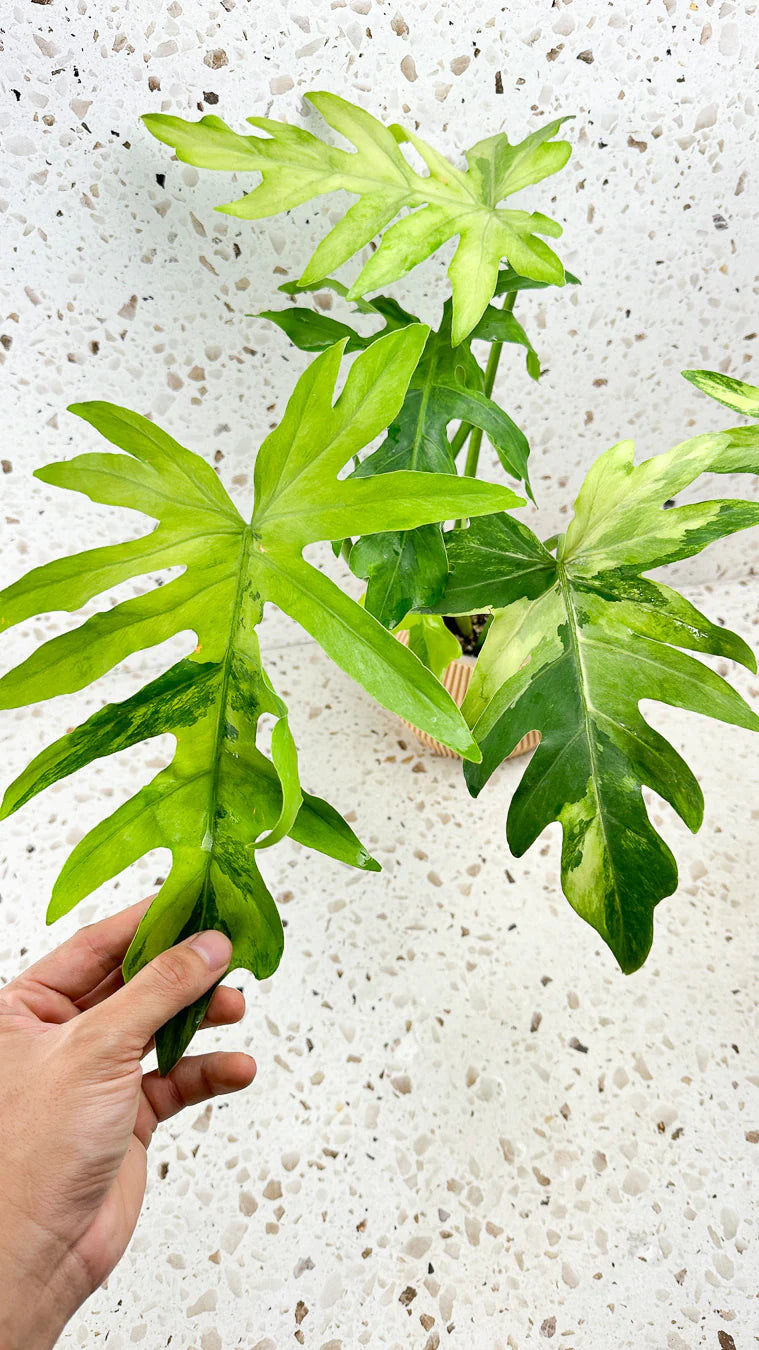 Thaumatophyllum Radiatum Variegated 1 leaf