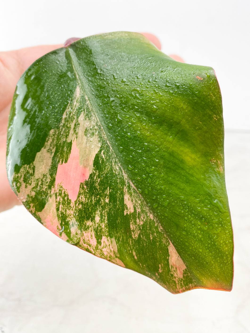 Philodendron Strawberry Shake 1 leaf
