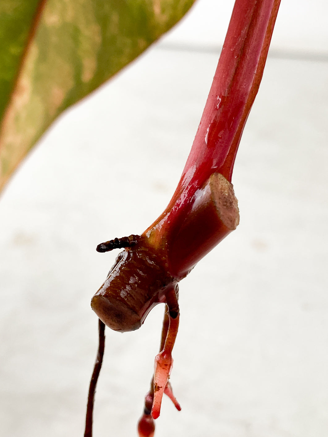 Philodendron Strawberry Shake 1 leaf