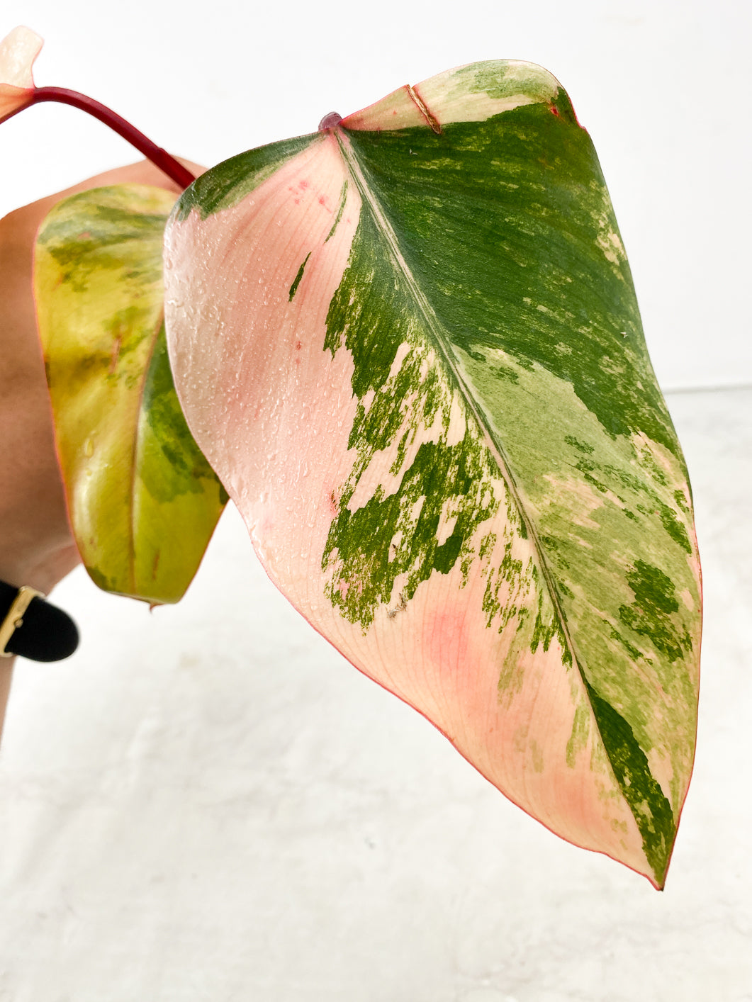 Philodendron Strawberry Shake 3 leaf top cutting