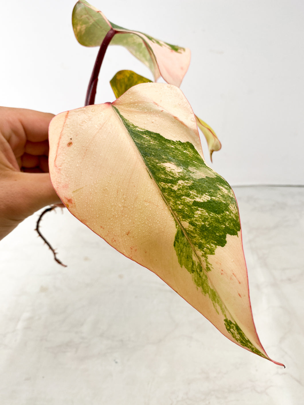 Philodendron Strawberry Shake 3 leaf top cutting