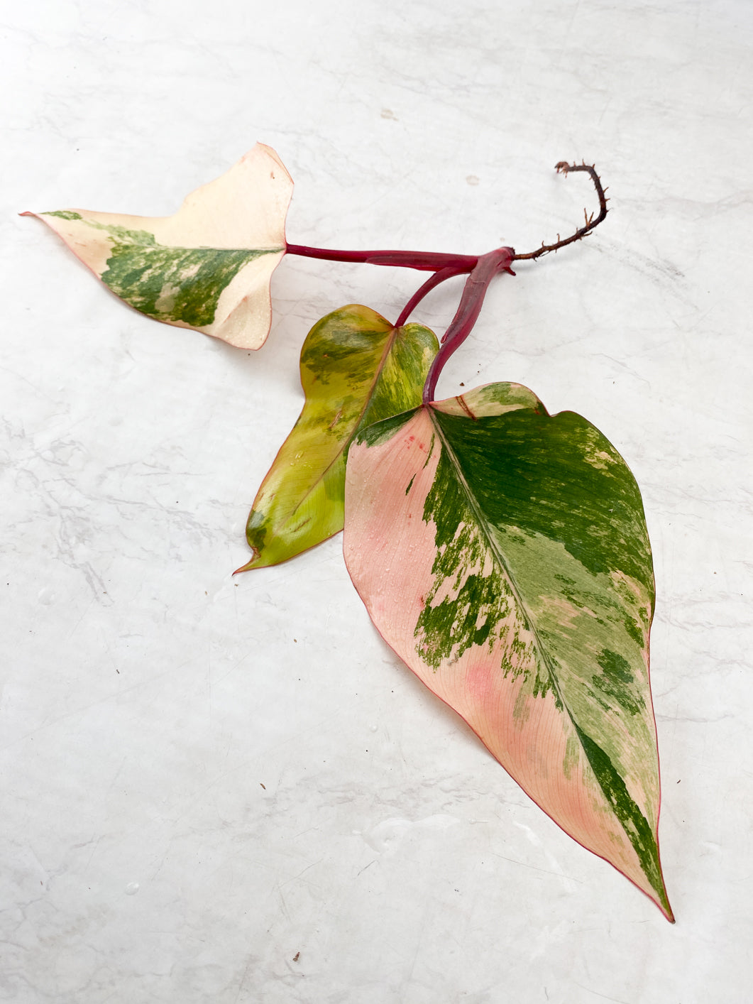 Philodendron Strawberry Shake 3 leaf top cutting