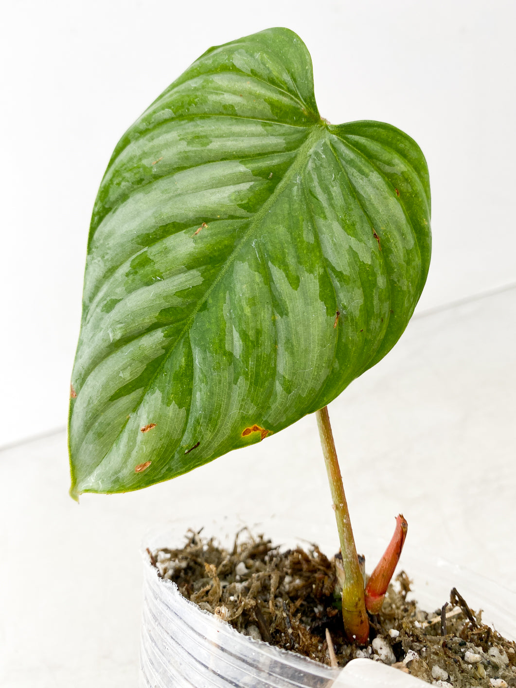 COMBO DEAL: Philodendron Sodiroi and Ruaysap Variegated