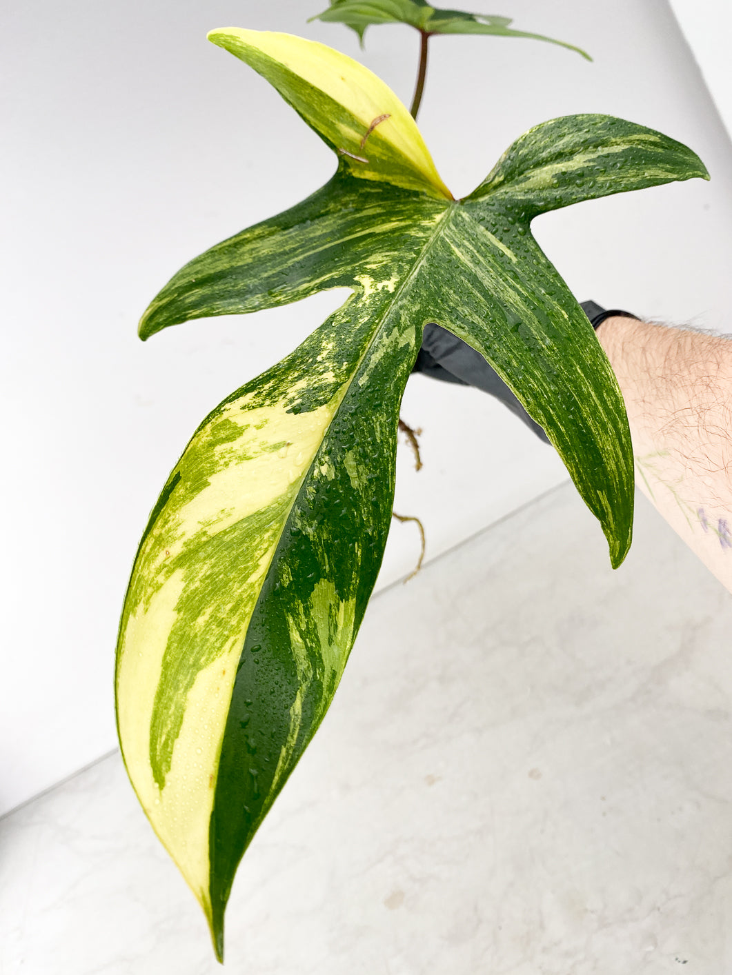 Philodendron Florida Beauty 2 leaf