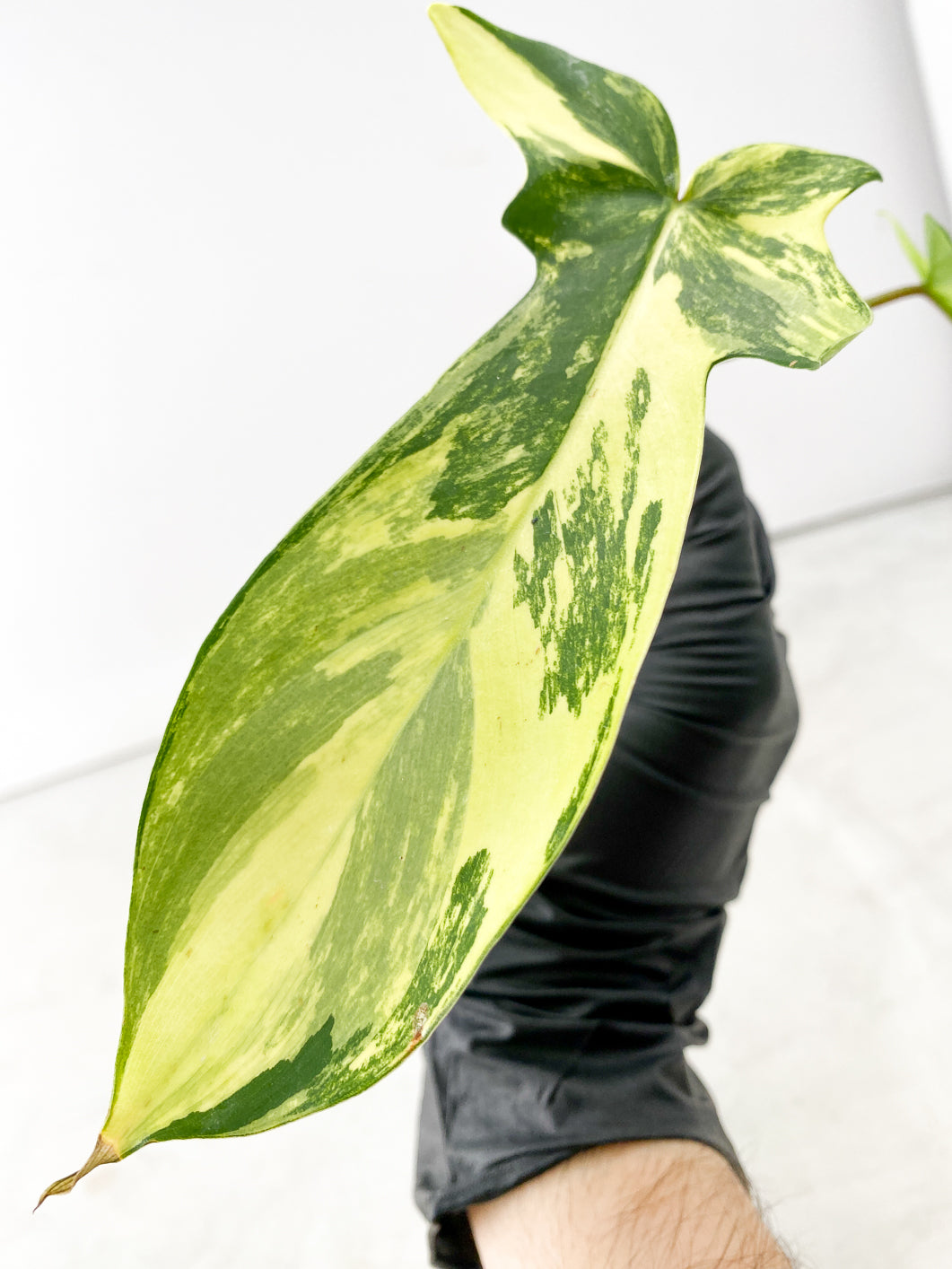 Philodendron Florida Beauty 2 small leaves Highly Variegated Top Cutting