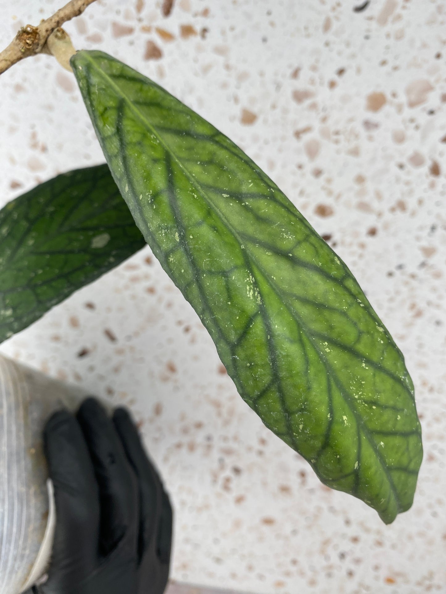 Hoya Tanggamus 4 leaves