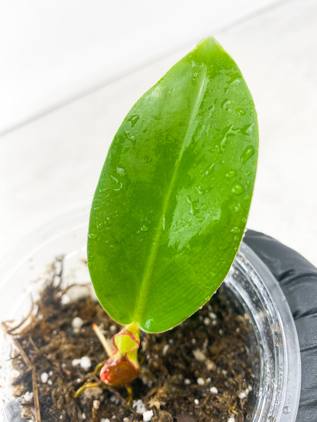 Philodendron Red Moon 1 leaf multiple nodes and 2 sprouts