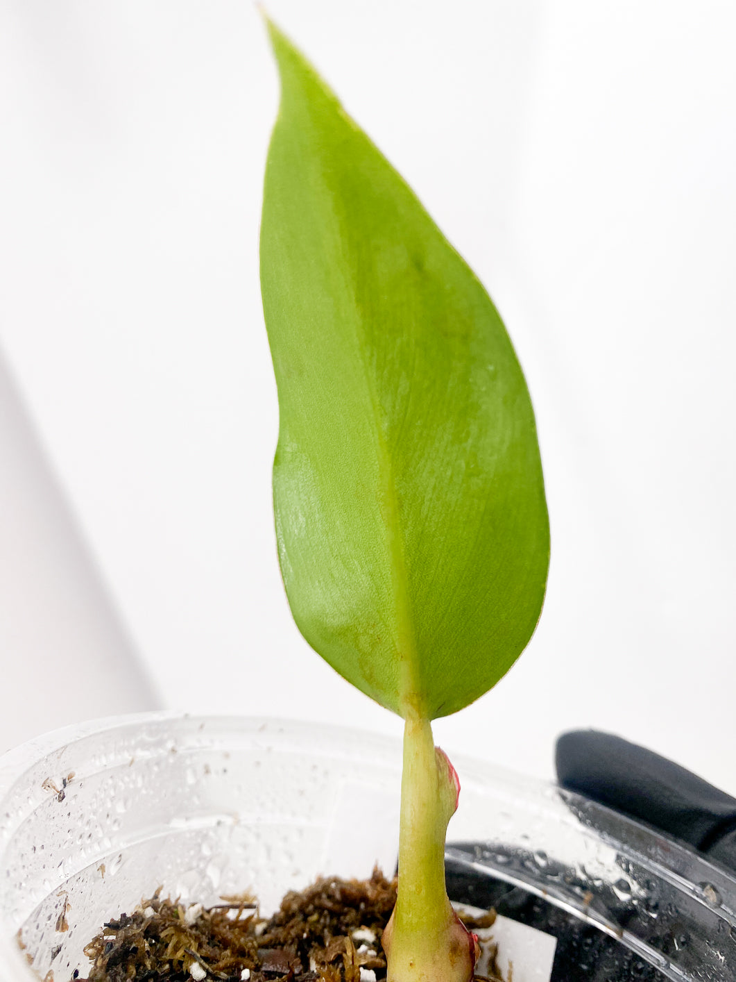 Philodendron Red Moon 1 leaf multiple nodes and 2 sprouts