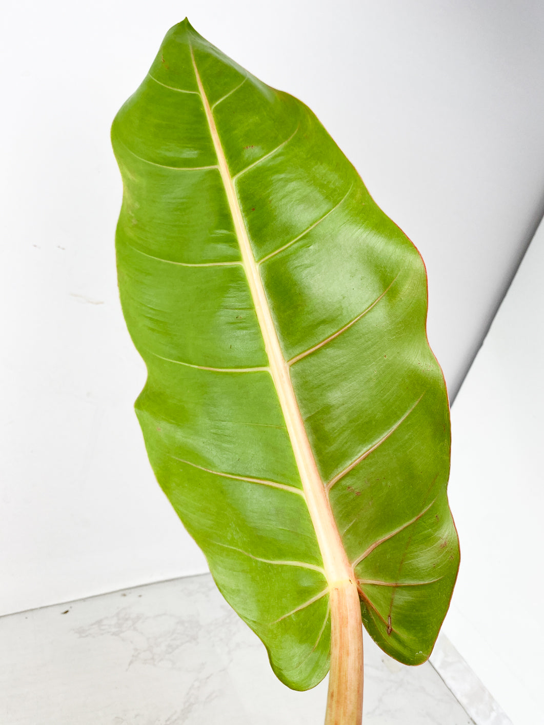 Philodendron Prince of Orange Variegated 1 leaf