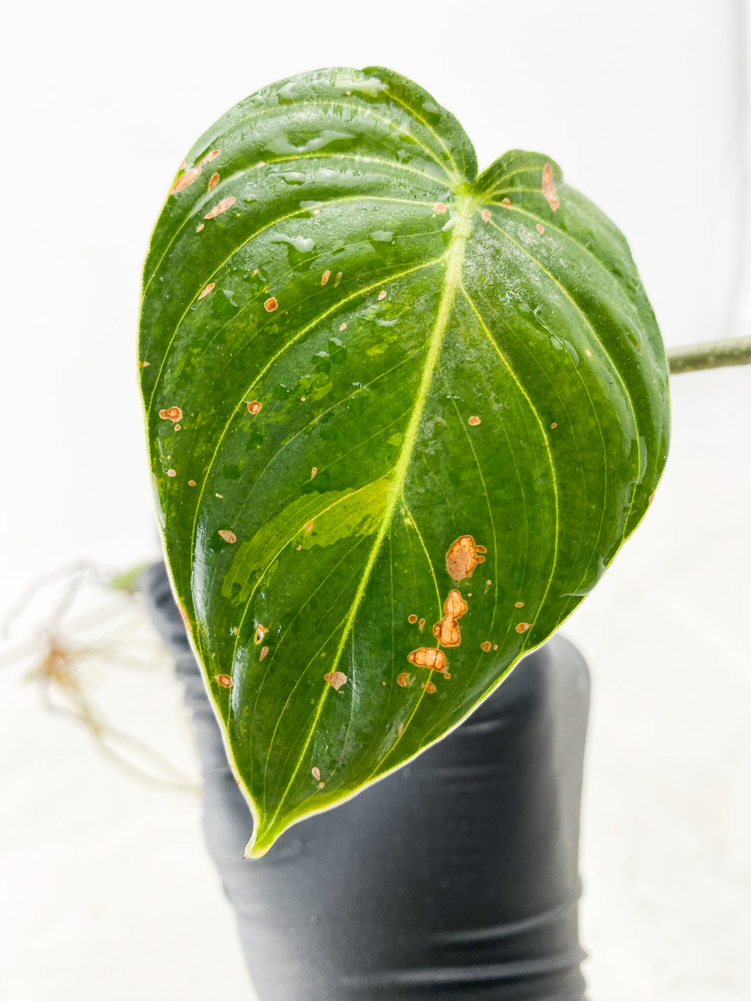 Philodendron Melanochrysum Variegated 1 leaf multiple nodes with sprout